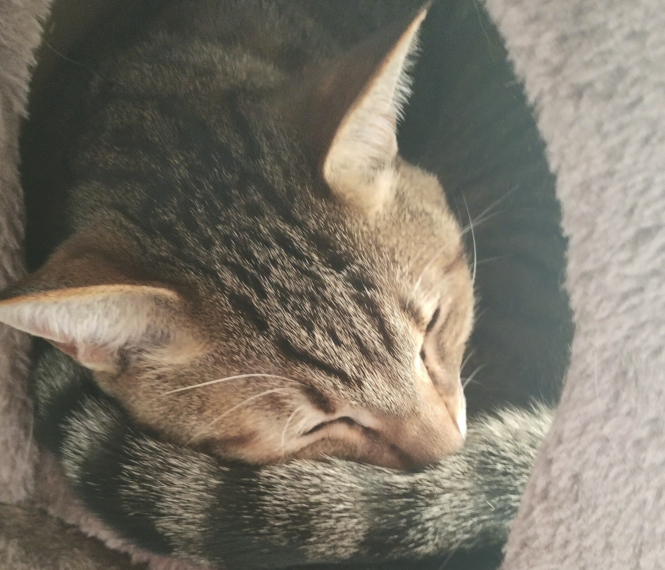 3z_atのプロフィール画像